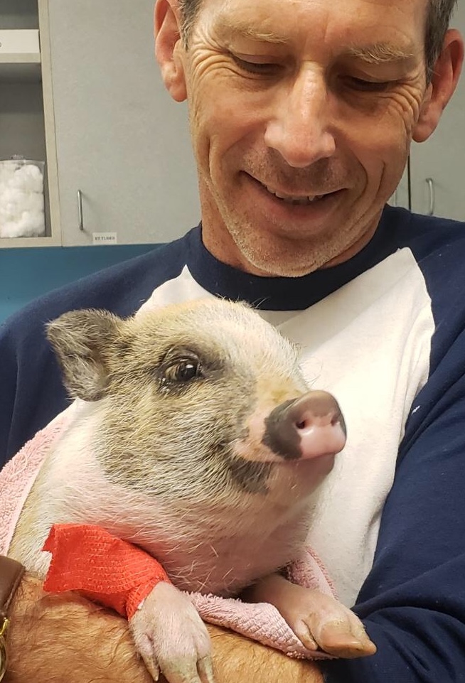 pig and veterinarian